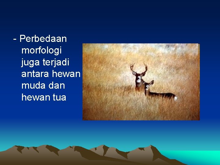 - Perbedaan morfologi juga terjadi antara hewan muda dan hewan tua 