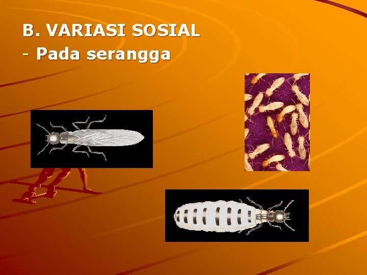 B. VARIASI SOSIAL - Pada serangga 