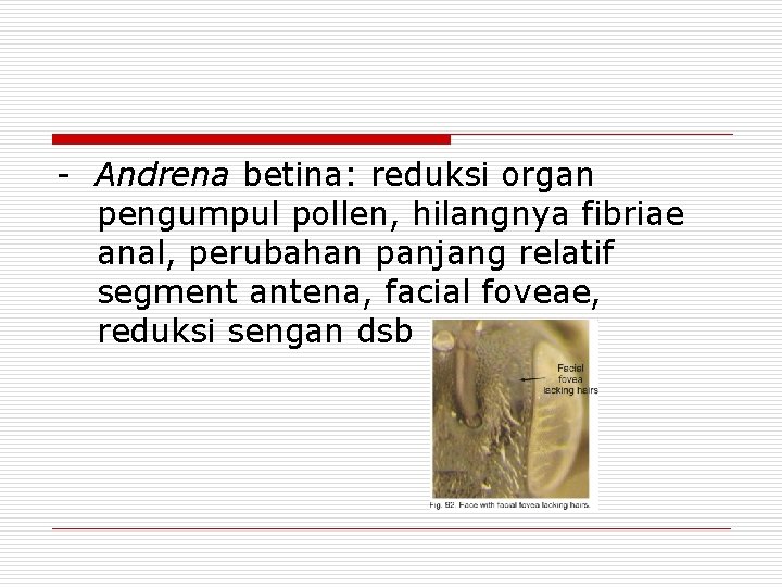 - Andrena betina: reduksi organ pengumpul pollen, hilangnya fibriae anal, perubahan panjang relatif segment