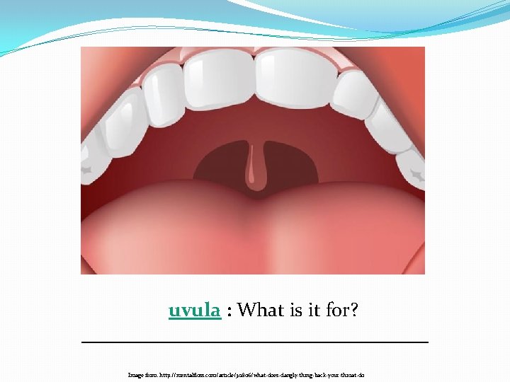 uvula : What is it for? __________________ Image from: http: //mentalfloss. com/article/30806/what-does-dangly-thing-back-your-throat-do 