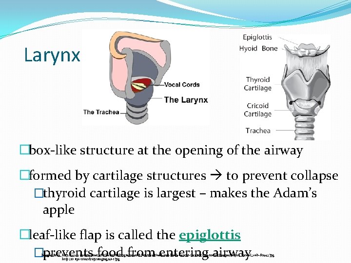 Larynx �box-like structure at the opening of the airway �formed by cartilage structures to