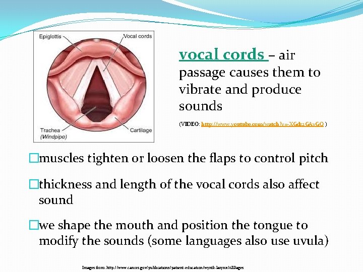 vocal cords – air passage causes them to vibrate and produce sounds (VIDEO: http: