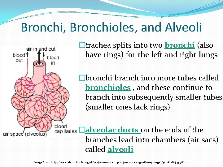 Bronchi, Bronchioles, and Alveoli �trachea splits into two bronchi (also have rings) for the