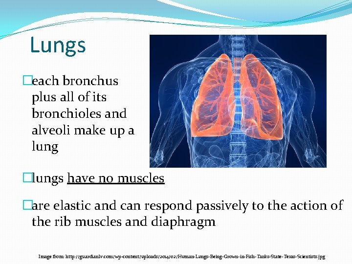 Lungs �each bronchus plus all of its bronchioles and alveoli make up a lung