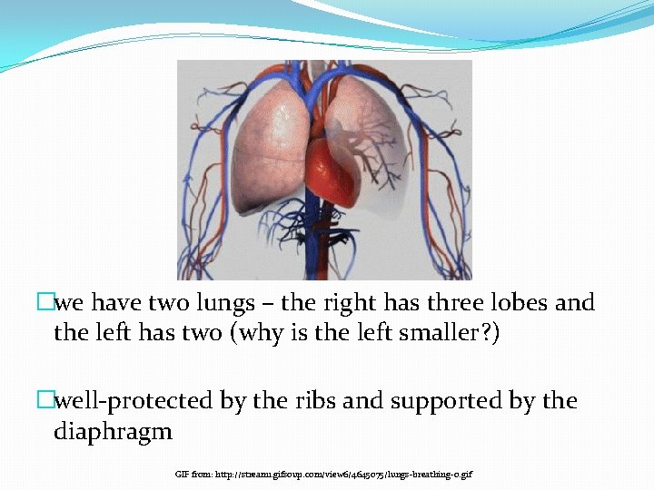 �we have two lungs – the right has three lobes and the left has