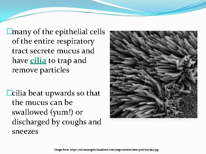 �many of the epithelial cells of the entire respiratory tract secrete mucus and have
