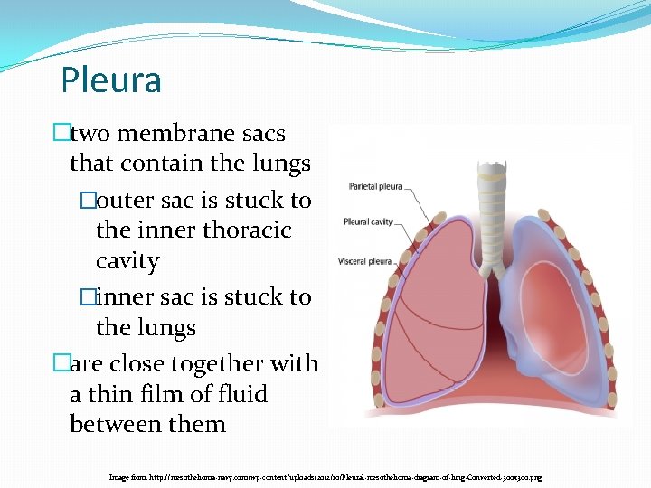 Pleura �two membrane sacs that contain the lungs �outer sac is stuck to the