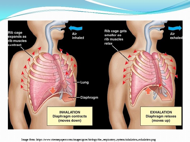 Image from: https: //www. xtremepapers. com/images/gcse/biology/the_respiratory_system/inhalation_exhalation. png 