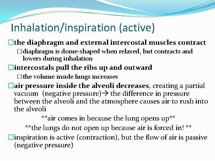 Inhalation/inspiration (active) �the diaphragm and external intercostal muscles contract �diaphragm is dome-shaped when relaxed,