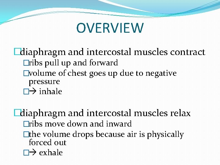 OVERVIEW �diaphragm and intercostal muscles contract �ribs pull up and forward �volume of chest