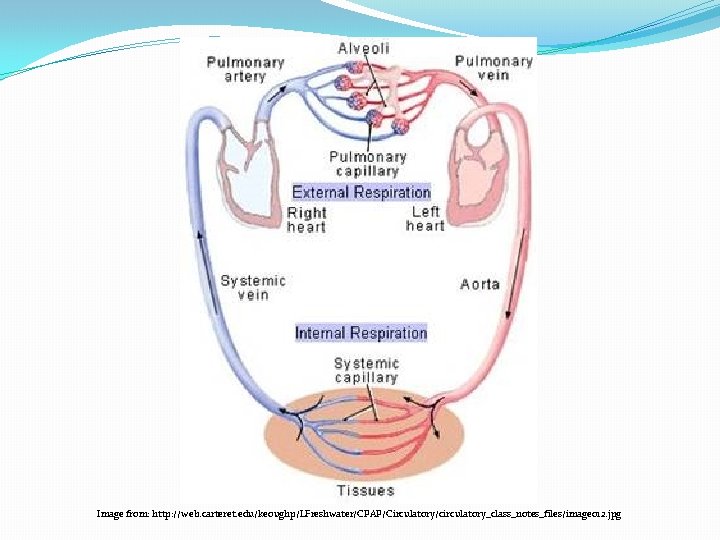 Image from: http: //web. carteret. edu/keoughp/LFreshwater/CPAP/Circulatory/circulatory_class_notes_files/image 012. jpg 