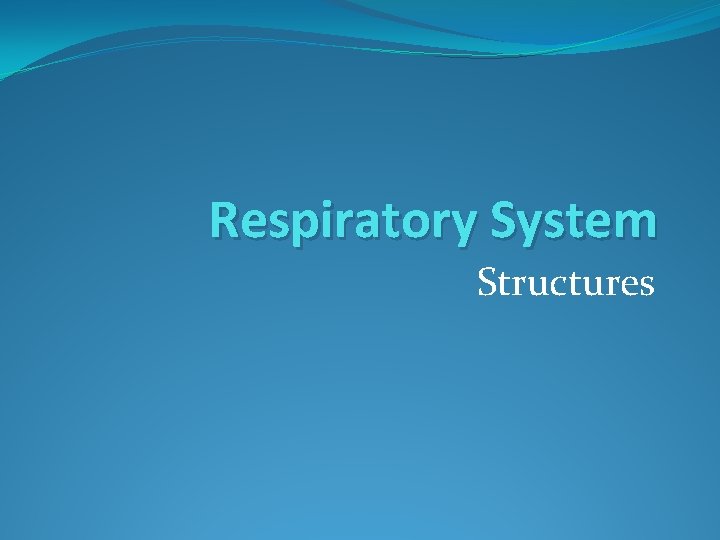 Respiratory System Structures 