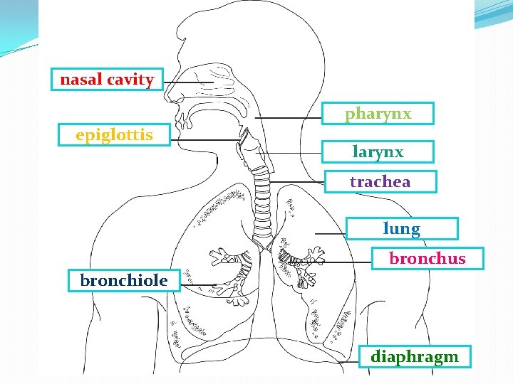 nasal cavity pharynx epiglottis larynx trachea lung bronchus bronchiole diaphragm 