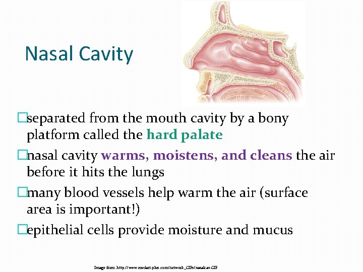 Nasal Cavity �separated from the mouth cavity by a bony platform called the hard