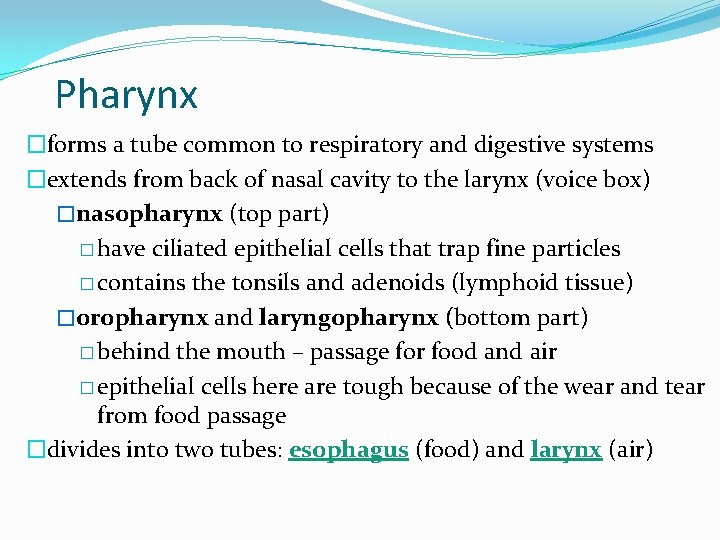 Pharynx �forms a tube common to respiratory and digestive systems �extends from back of