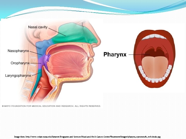 Image from: http: //www. cedars-sinai. edu/Patients/Programs-and-Services/Head-and-Neck-Cancer-Center/Treatment/Images/pharynx_openmouth_web-80182. jpg 
