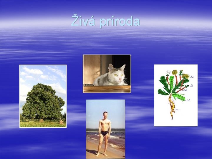 Živá príroda 