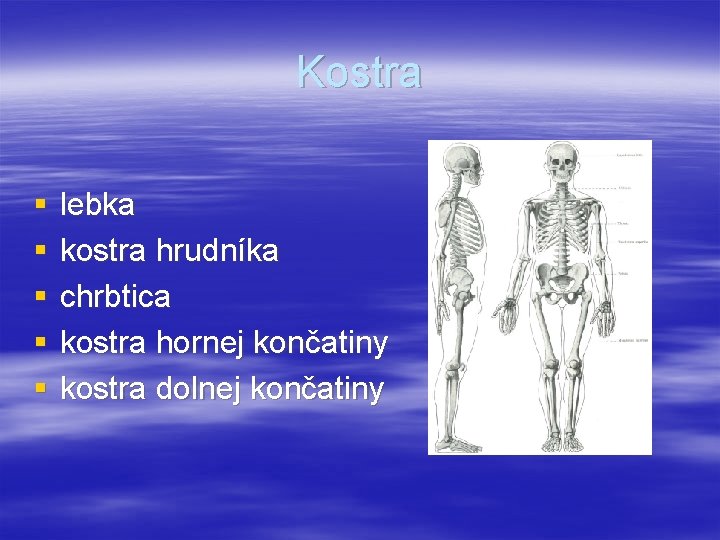 Kostra § § § lebka kostra hrudníka chrbtica kostra hornej končatiny kostra dolnej končatiny