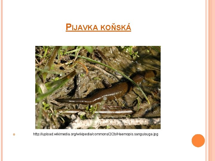 PIJAVKA KOŇSKÁ http: //upload. wikimedia. org/wikipedia/commons/2/2 b/Haemopis. sanguisuga. jpg 