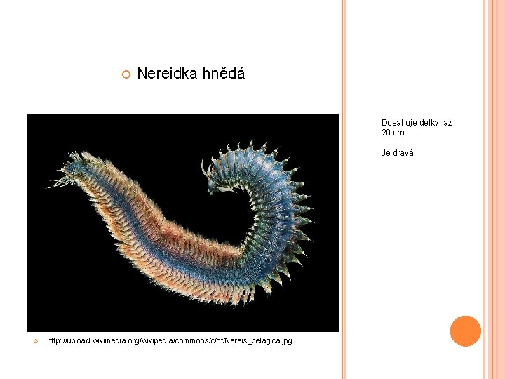  Nereidka hnědá Dosahuje délky až 20 cm Je dravá http: //upload. wikimedia. org/wikipedia/commons/c/cf/Nereis_pelagica.