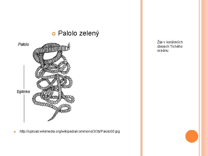  Palolo zelený Žije v korálových útesech Tichého oceánu http: //upload. wikimedia. org/wikipedia/commons/3/3 b/Palolo