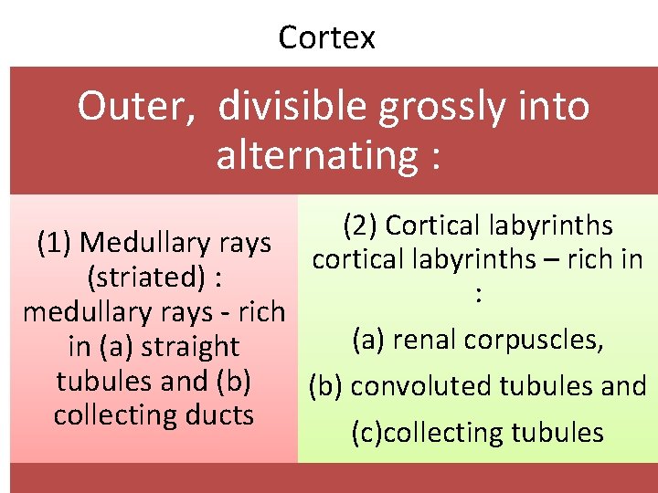 Cortex Outer, divisible grossly into alternating : (2) Cortical labyrinths (1) Medullary rays cortical