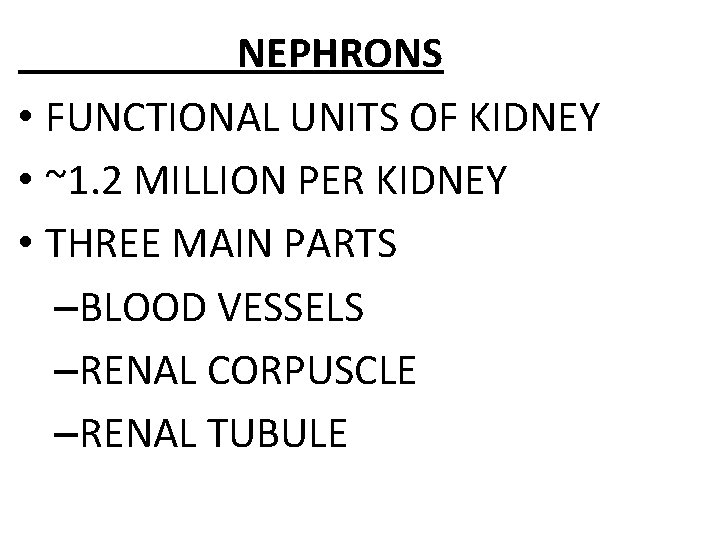 NEPHRONS • FUNCTIONAL UNITS OF KIDNEY • ~1. 2 MILLION PER KIDNEY • THREE