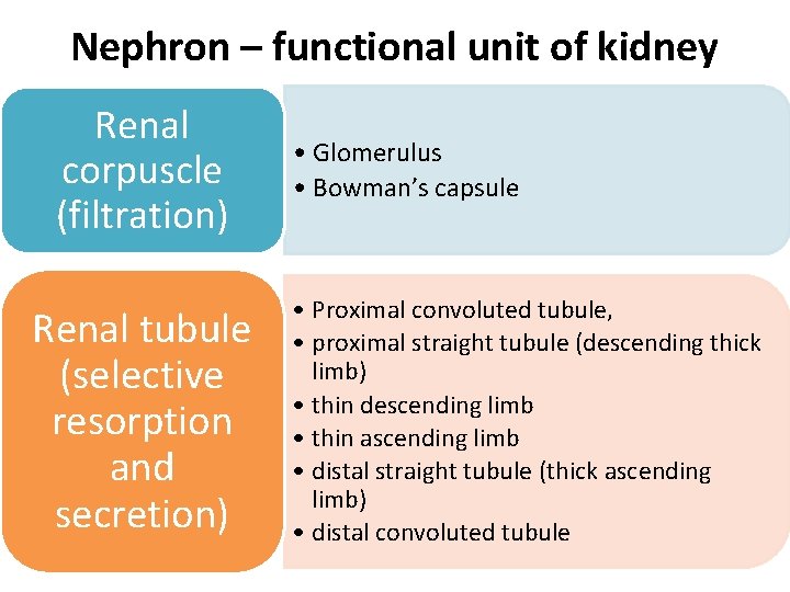Nephron – functional unit of kidney Renal corpuscle (filtration) Renal tubule (selective resorption and