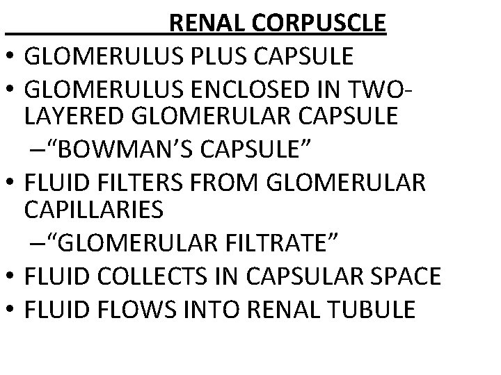  • • • RENAL CORPUSCLE GLOMERULUS PLUS CAPSULE GLOMERULUS ENCLOSED IN TWOLAYERED GLOMERULAR