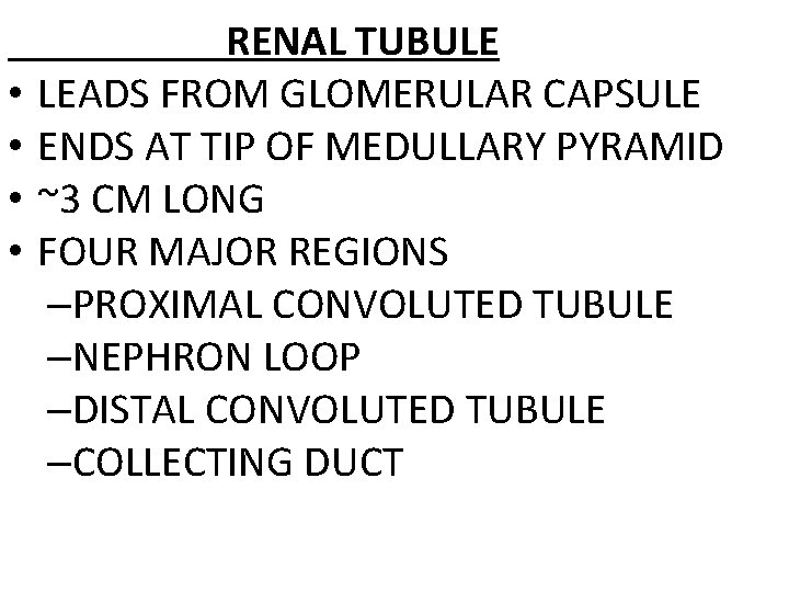  • • RENAL TUBULE LEADS FROM GLOMERULAR CAPSULE ENDS AT TIP OF MEDULLARY