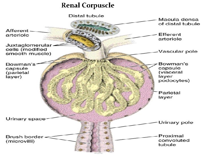 Renal Corpuscle 