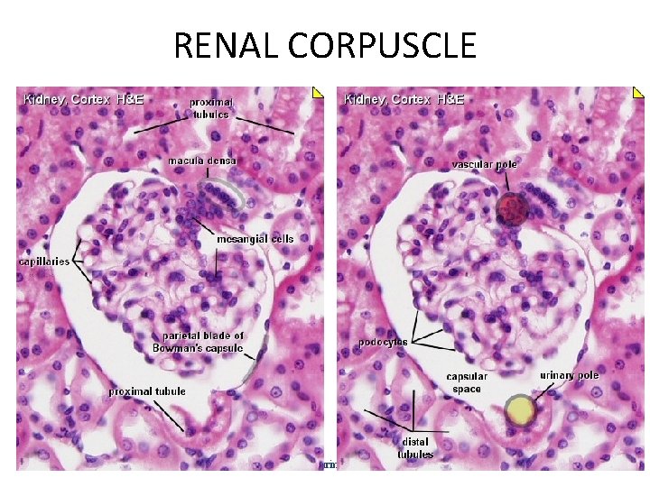 RENAL CORPUSCLE histology of urinary system 19 