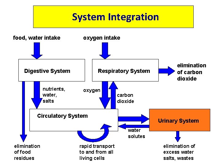 System Integration food, water intake oxygen intake Digestive System nutrients, water, salts Respiratory System