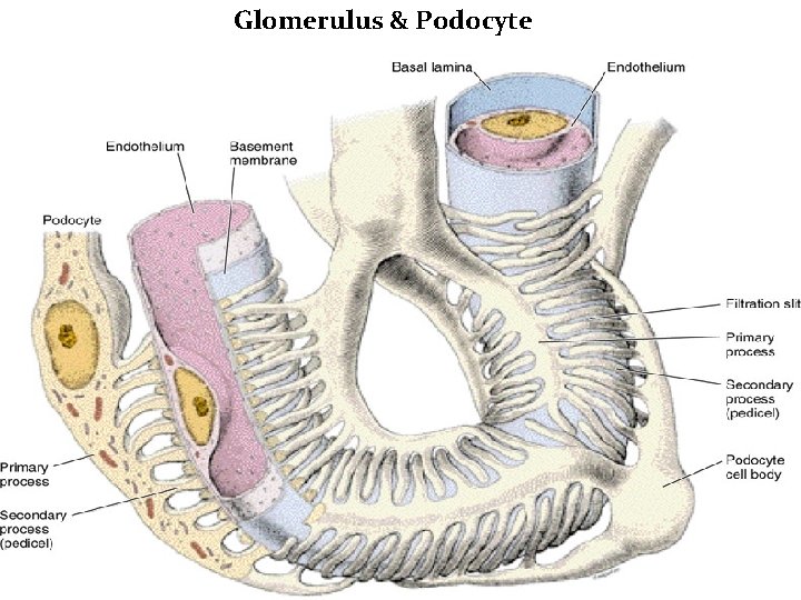 Glomerulus & Podocyte 