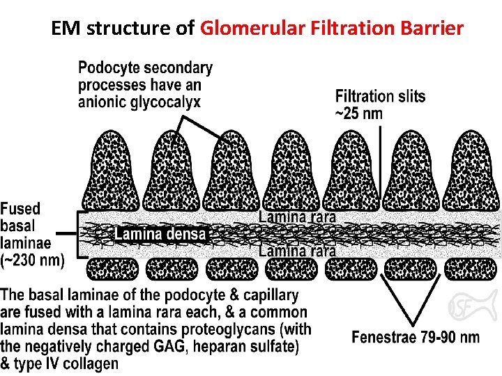 EM structure of Glomerular Filtration Barrier 