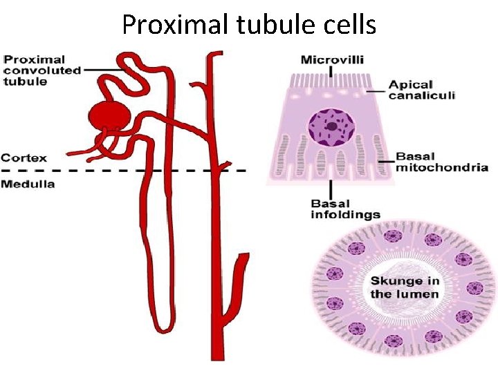 Proximal tubule cells 