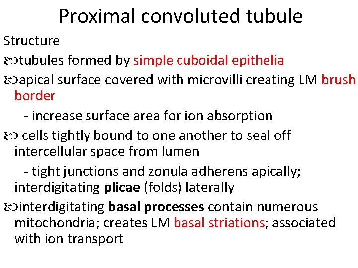Proximal convoluted tubule Structure tubules formed by simple cuboidal epithelia apical surface covered with