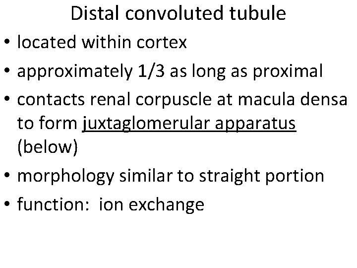 Distal convoluted tubule • located within cortex • approximately 1/3 as long as proximal