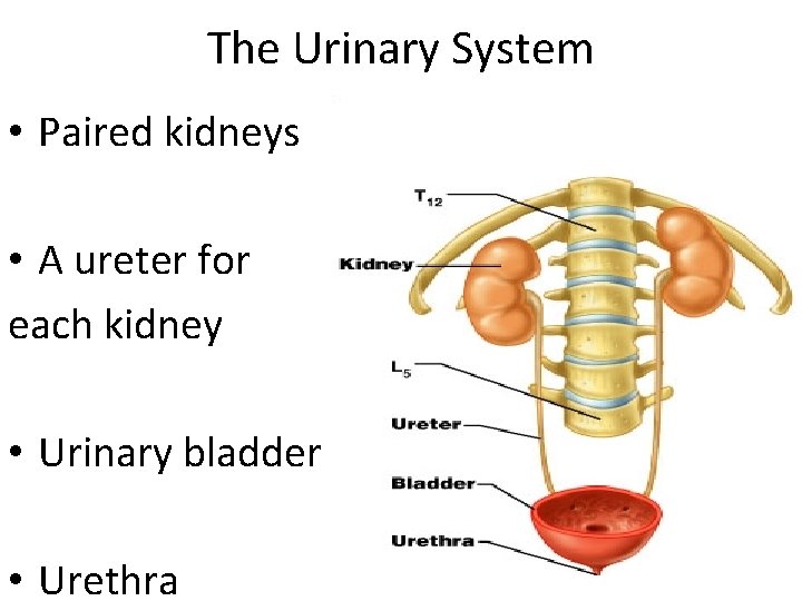 The Urinary System • Paired kidneys • A ureter for each kidney • Urinary