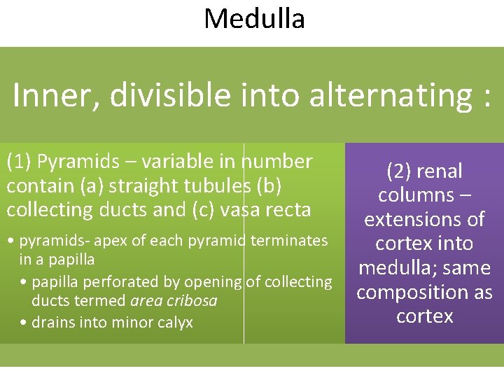 Medulla Inner, divisible into alternating : (1) Pyramids – variable in number contain (a)