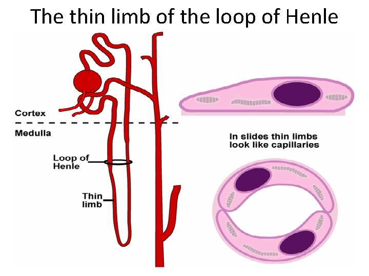 The thin limb of the loop of Henle 