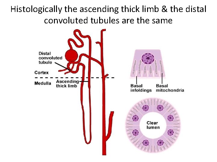 Histologically the ascending thick limb & the distal convoluted tubules are the same 