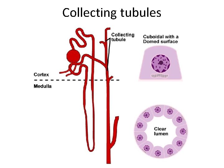 Collecting tubules 