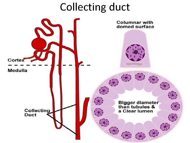 Collecting duct 