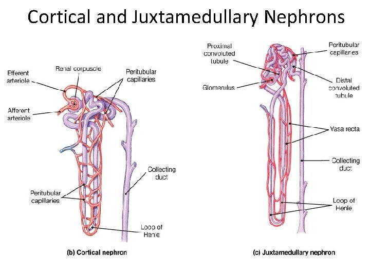 Cortical and Juxtamedullary Nephrons 