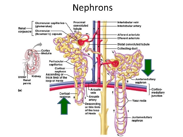 Nephrons histology of urinary system 38 