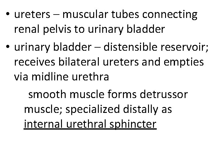  • ureters – muscular tubes connecting renal pelvis to urinary bladder • urinary