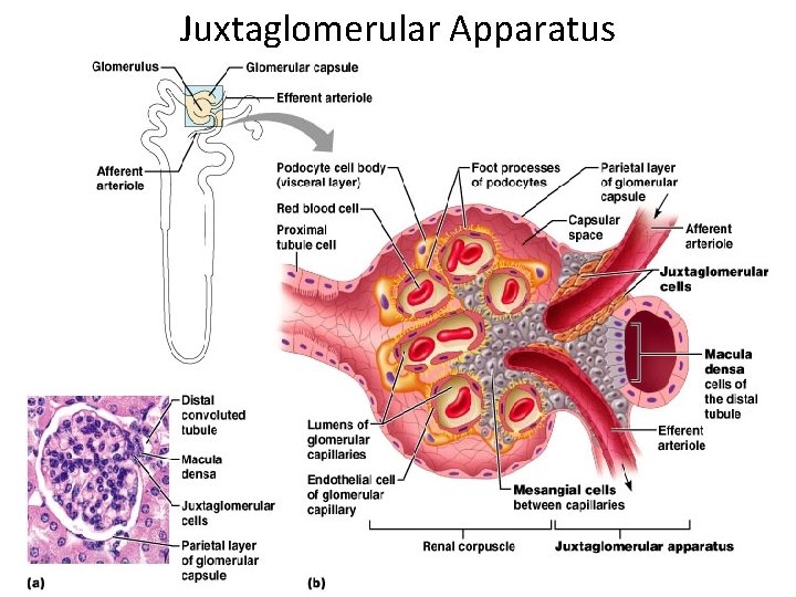 Juxtaglomerular Apparatus 