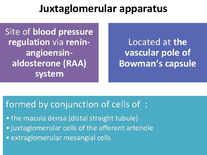 Juxtaglomerular apparatus Site of blood pressure regulation via reninangioensinaldosterone (RAA) system Located at the