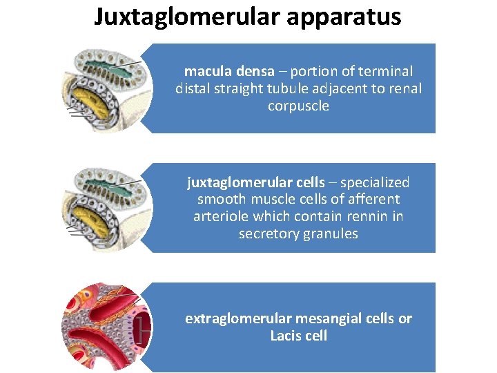 Juxtaglomerular apparatus macula densa – portion of terminal distal straight tubule adjacent to renal